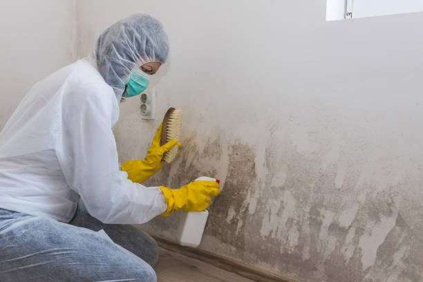 Best Comprehensive Air Testing for Mold Contaminants  in Blue Point, NY